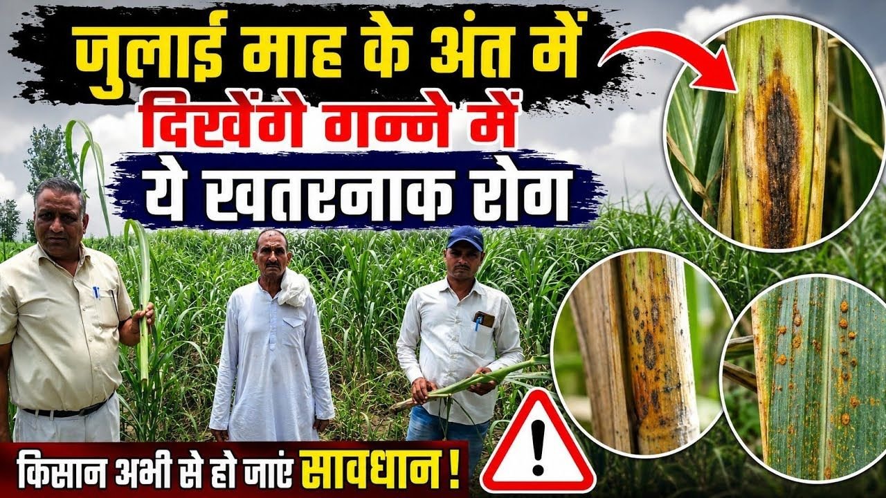 अगस्त सितम्बर माह का सबसे खतरनाक गन्ने का रोग है ये।