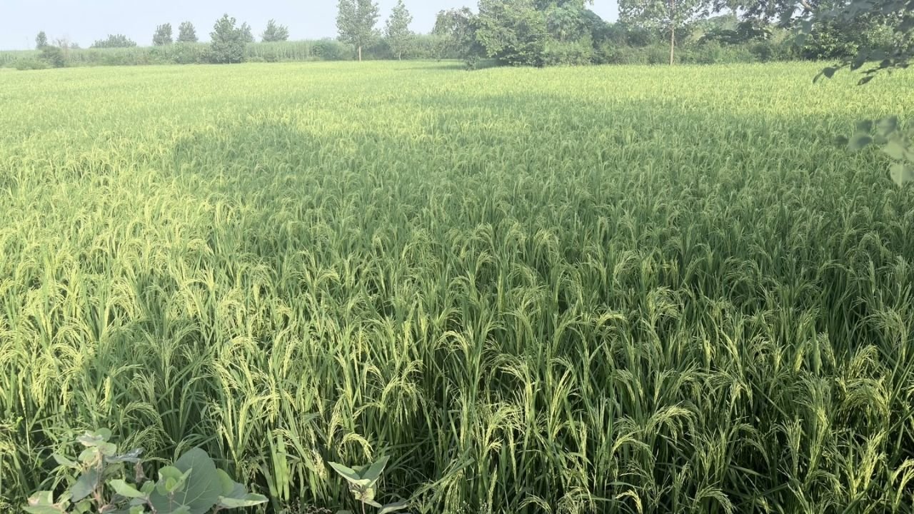 अपनी धान की फसल में बालियाँ निकलने के बाद