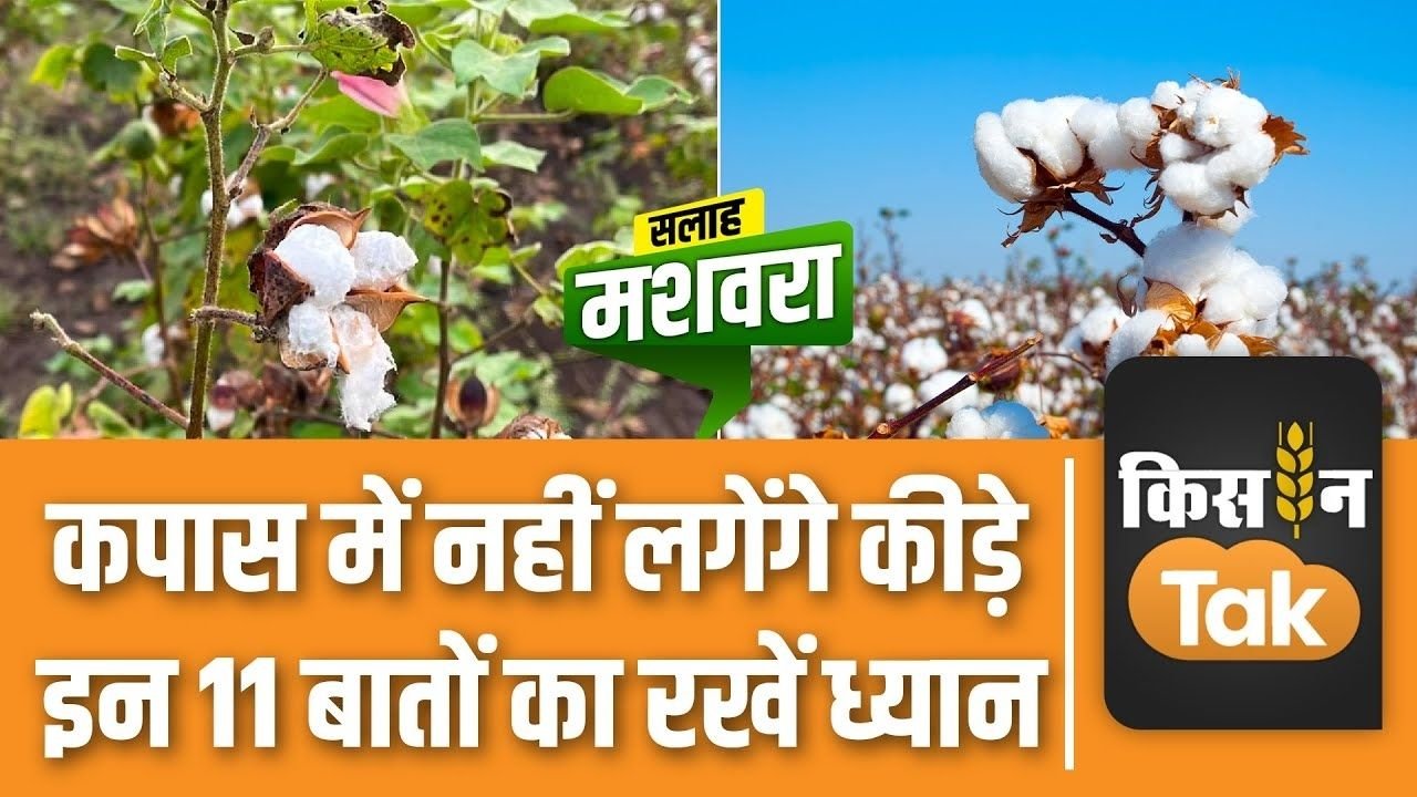 Cotton Farming Tips: : सफेद मक्खी, थ्रिप्स और रस चूसने वाले कीटों से ऐसे बचाएं कपास की फसल