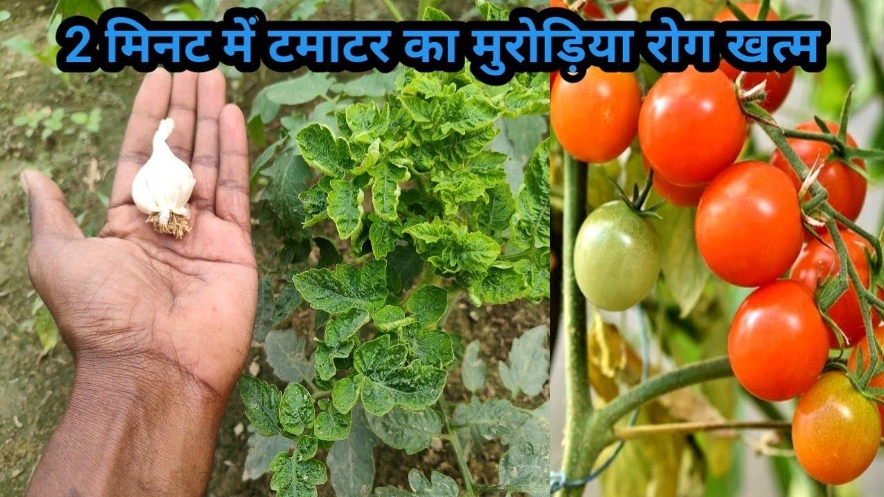 टमाटर की पत्तियां अब नहीं मुड़ेगी | Tomato leaf curl