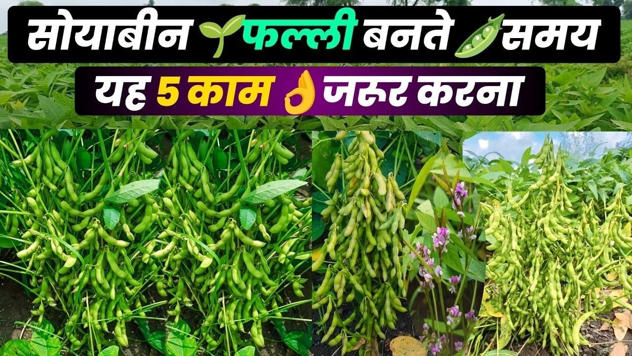 सोयाबीन में फलियां बनते समय भूलकर भी ना करें ये गलतियां / Soybean ki kheti / Soybean farming