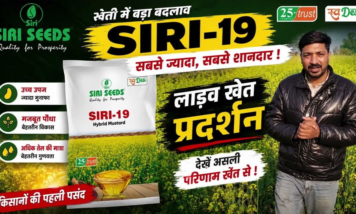 SIRI 19 Hybrid Mustard: Expert Guide + Farmers'