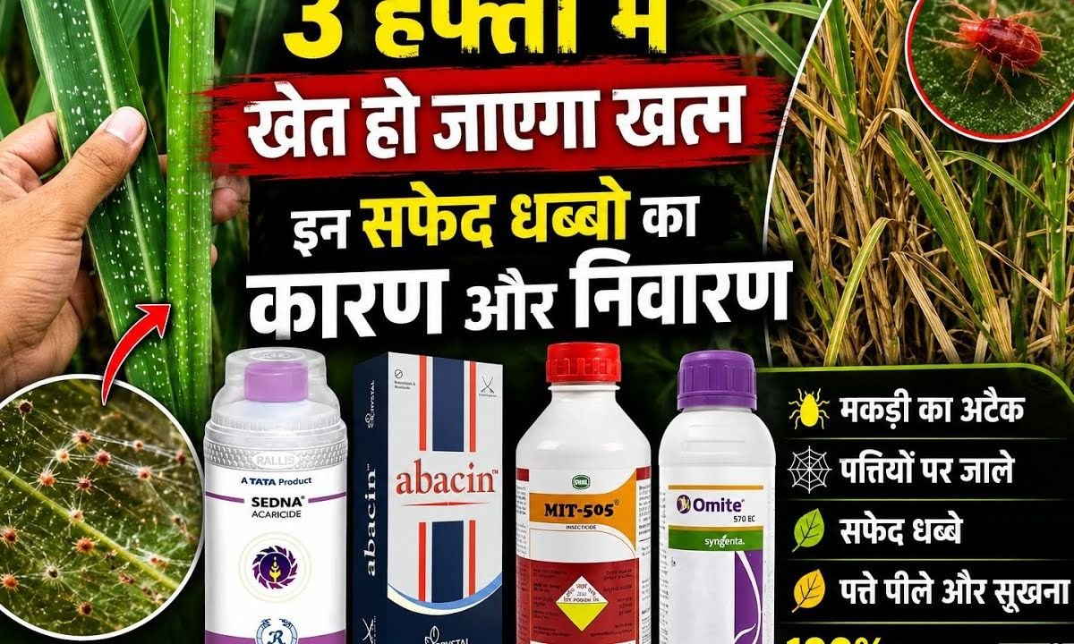 3 हफ्तों में खेत हो जाएगा बर्बाद। Ganne me makdi ki