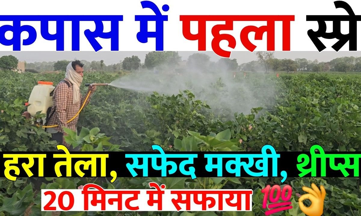 कपास स्प्रे सफ़ेद मक्खी हरा तेला थ्रीप गुलाबी सुंडी खत्म / kapas me spray