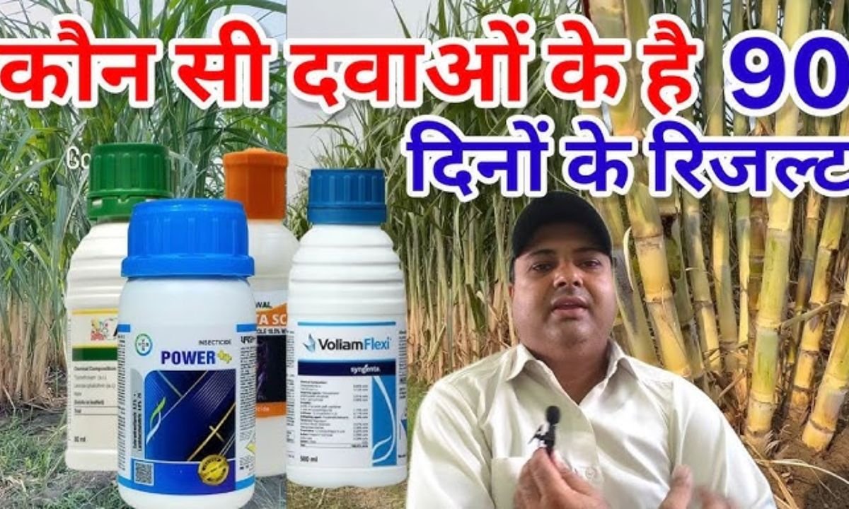 गन्ने में टॉप बोरर पे 90 दिनों के रिजल्ट