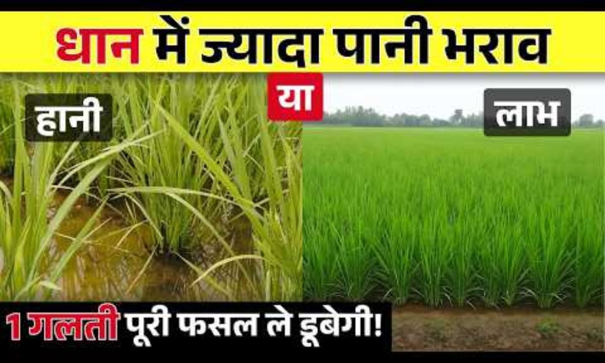 धान में कल्ले नहीं निकल रहे हैं तो ये 3 बड़े कारण जरूर जान लें, वरना पूरी फसल