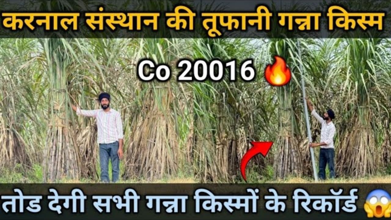 20016 और 21012 में कौन सा दमदार ? जाने मुख्य विशेषताएँ और ख़ासियते | co20016 Vs 21012 variety