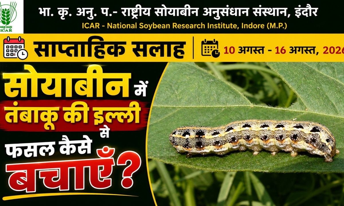 सोयाबीन में तंबाकू की इल्ली सेफसल कैसे बचाएँ? 10 अगस्त - 16 अगस्त 2026