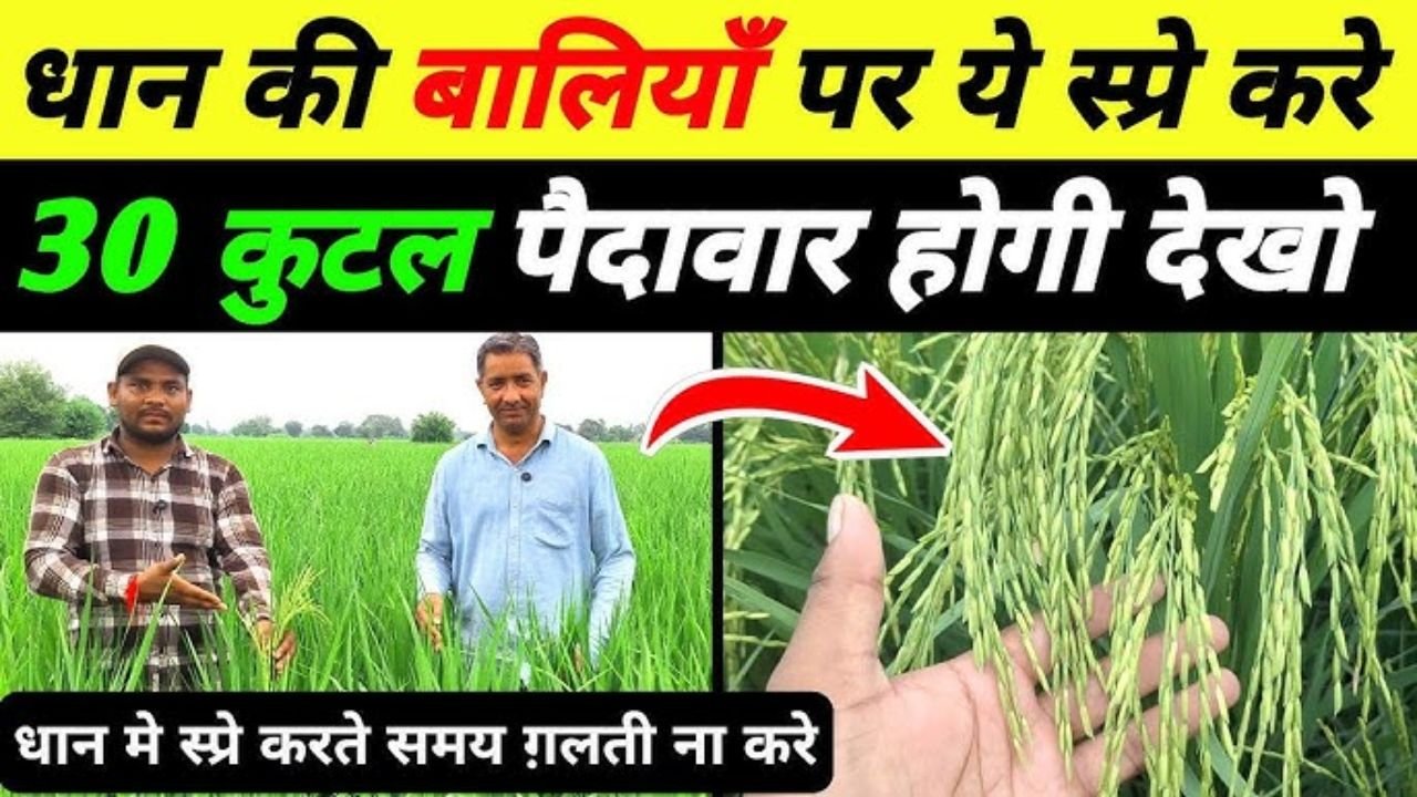 धान में बालियां निकलते समय पैदावार बढ़ाने वाला स्प्रे। बालियां निकलते समय पोटाश की सबसे ज्यादा जरूरत