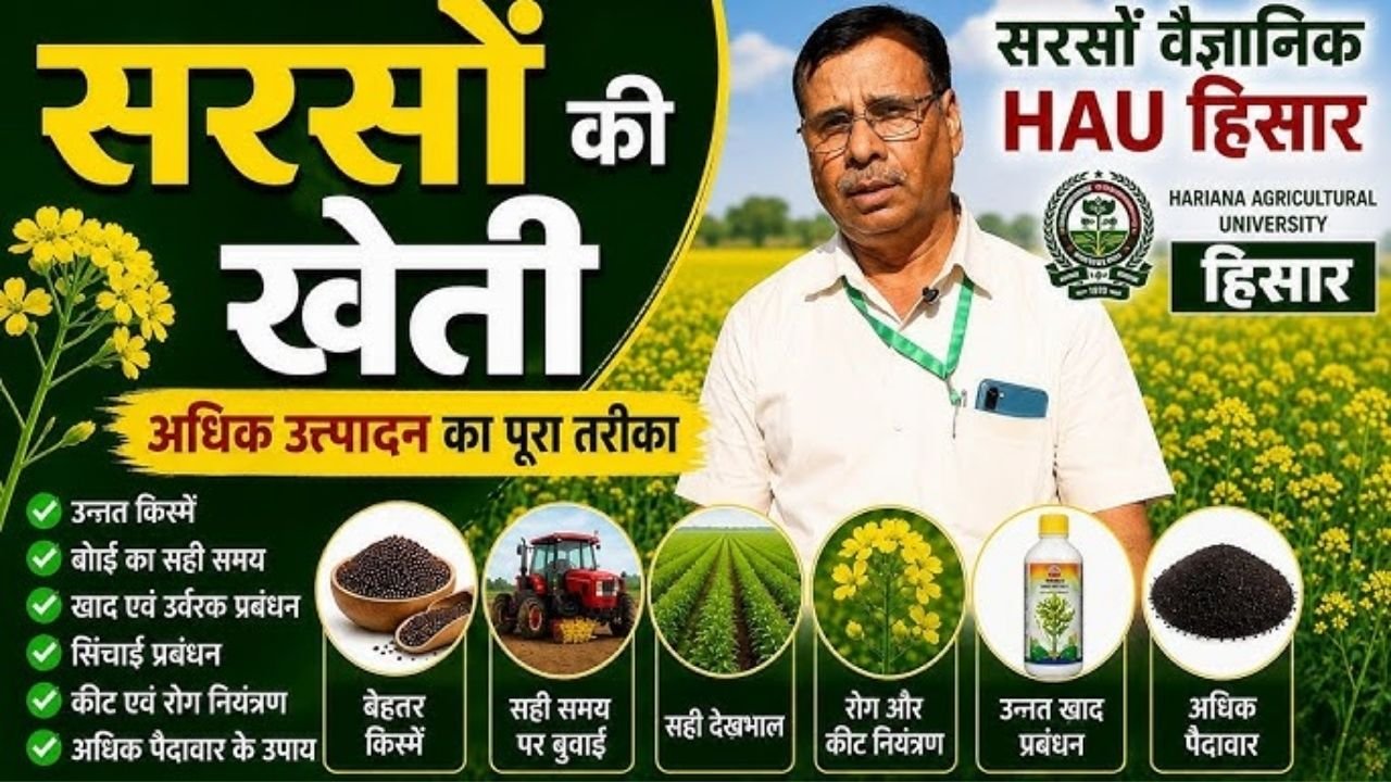 सरसों बुवाई का सबसे बेस्ट तरीका | Sarso ki kheti 202 | Sarso ki top variety | Sarso me khad