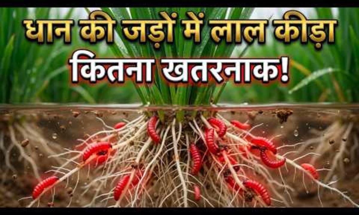 धान की जड़ों में लाल कीड़े का 100% पक्का इलाज! Ferterra या Regent