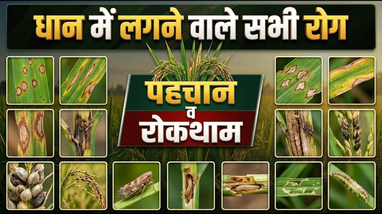धान में लगने वाले सभी रोग और कीट | पहचान व रोकथाम की पूरी जानकारी