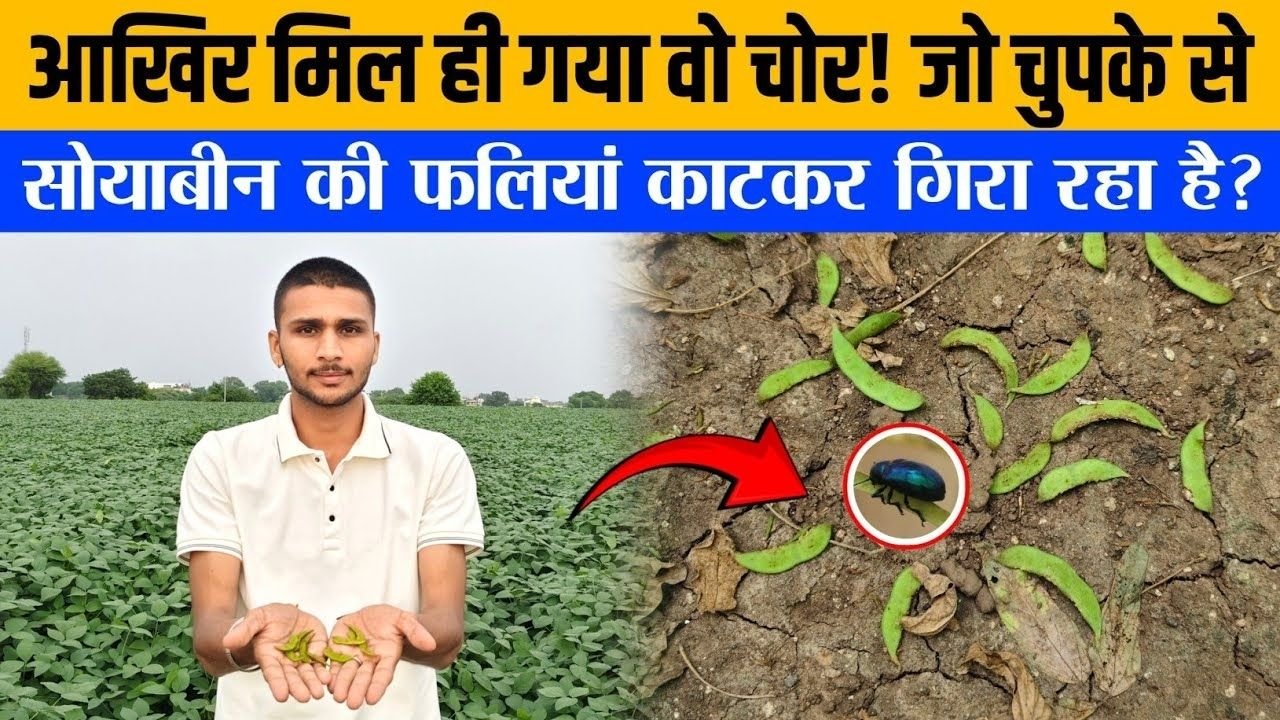 Soyabean Pods dropping 😰 सोयाबीन की फलियां गिरने का कारण और समाधान | Soyabean Farming