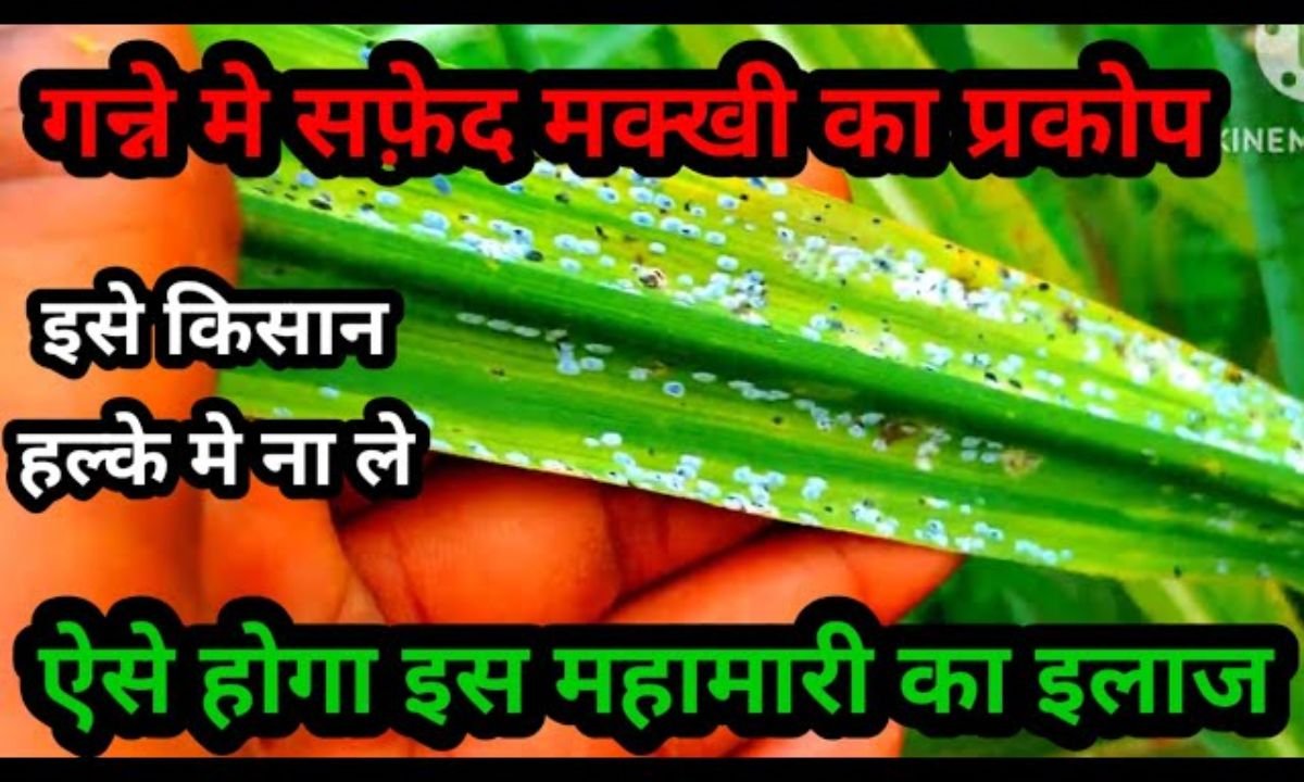 गन्ने में व्हाइट फ्लाई की सबसे सटीक सस्ती दवाई। Ganne me whitefly ki davai