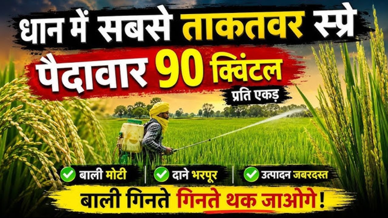 धान में चमत्कारिक स्प्रे🌾 डबल उत्पादन ? । धान का उत्पादन बढ़ाने का खास तरीका