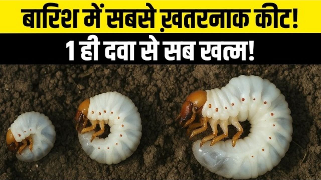 सफेद लट का खात्मा! जड़ों में छिपे White Grub को ऐसे करें कंट्रोल | | white grub control
