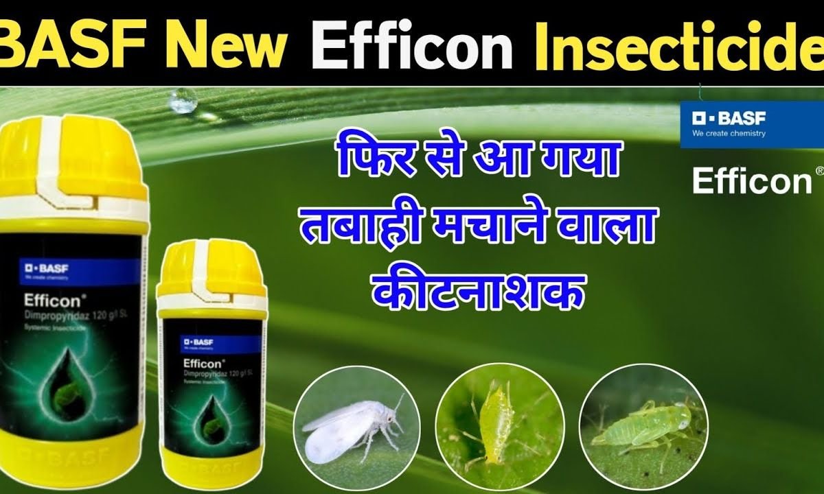 Efficon BASF | Efficon Insecticide New Product | Best