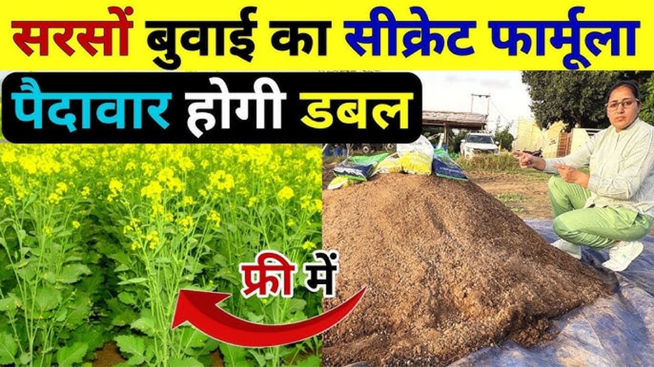 सरसों बुवाई का सबसे बेस्ट तरीका | Sarso ki kheti 202 | Sarso ki top variety | Sarso me khad