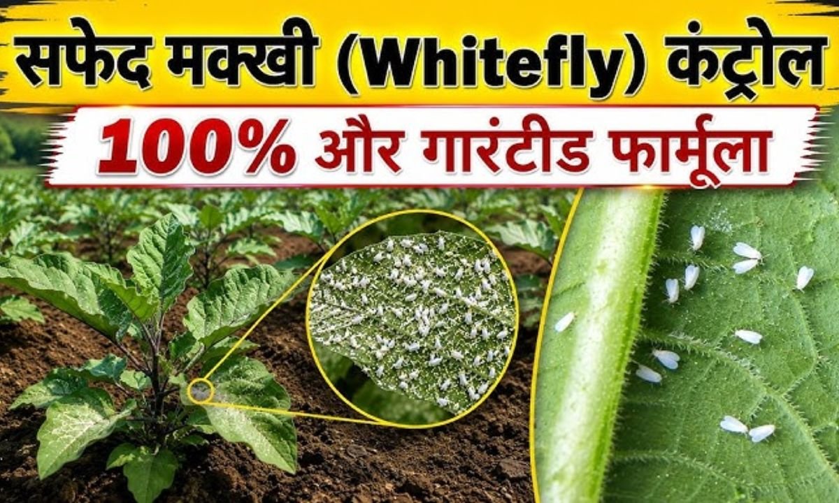 सफेद मक्खी का भयंकर अटैक 😱 | 1 स्प्रे में Whitefly कंट्रोल | किसान जरूर