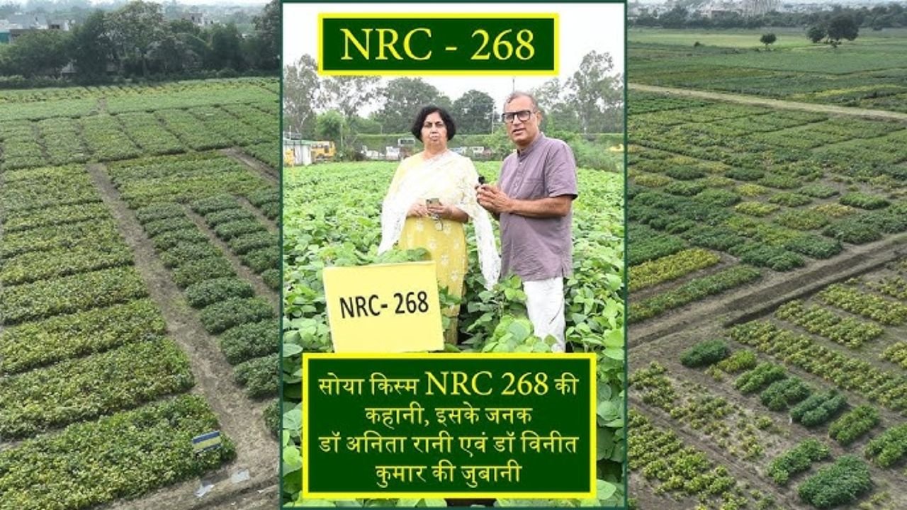 सोया किस्म NRC 268 की कहानी, इसके जनक डॉ अनिता रानी एवं डॉ विनीत कुमार की जुबानी