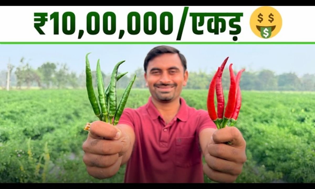 2026 की सबसे ज्यादा प्राॅफिट🤑देने वाली मिर्च खेती🌶A to Z