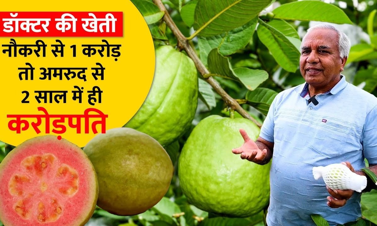नौकरी छोड़ी, इस 1 फल ने डॉक्टर को बनाया करोड़पति | Taiwan Pink अमरूद की खेती