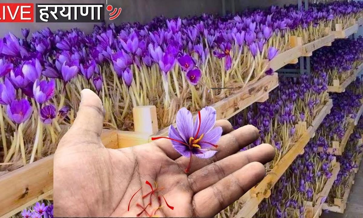 घर की छत पर केसर उगाकर, यह आदमी ने 40 लाख कमाए || How