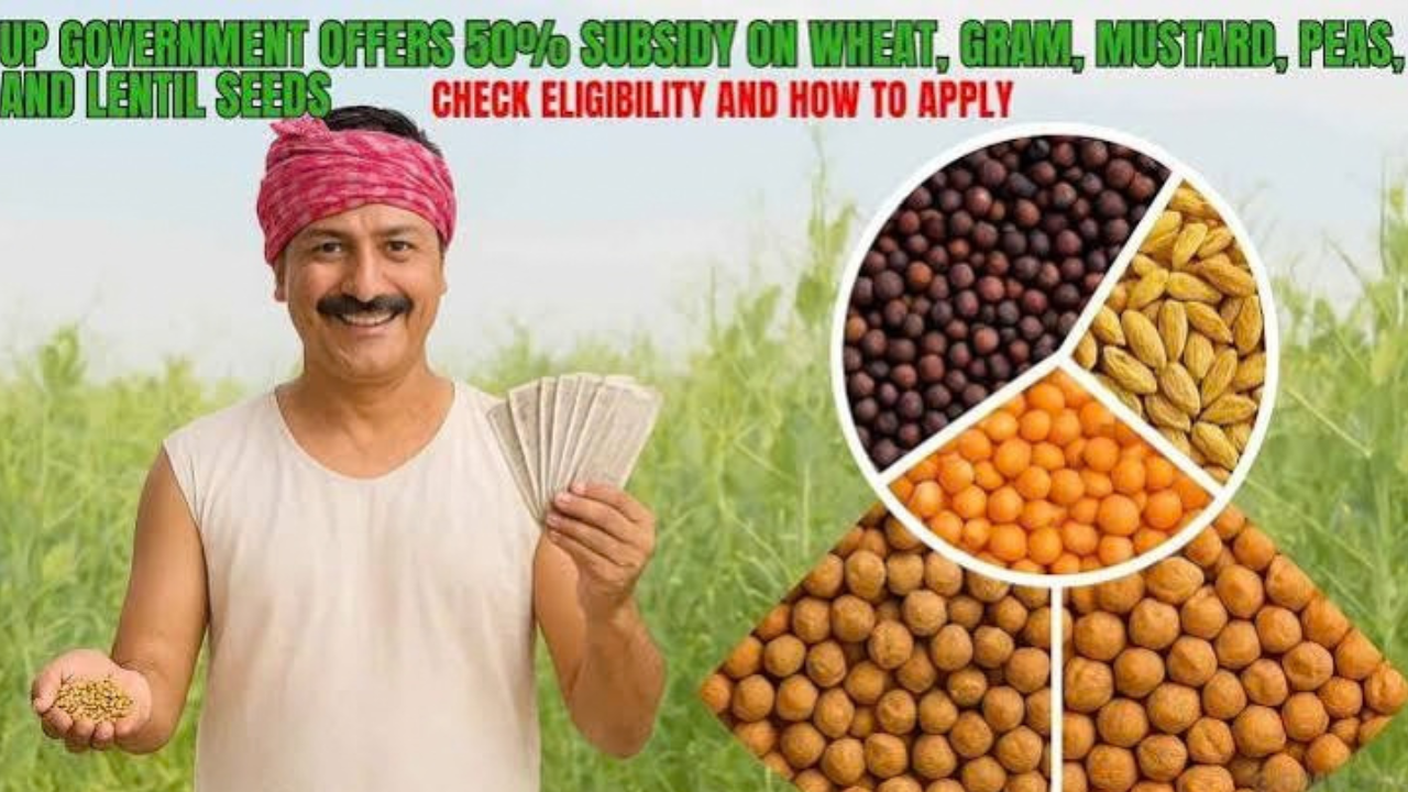 गेहूं के बीज पर 50% Subsidy का लाभ, साथ में मुफ्त दलहन किट; जानें Apply करने का तरीका