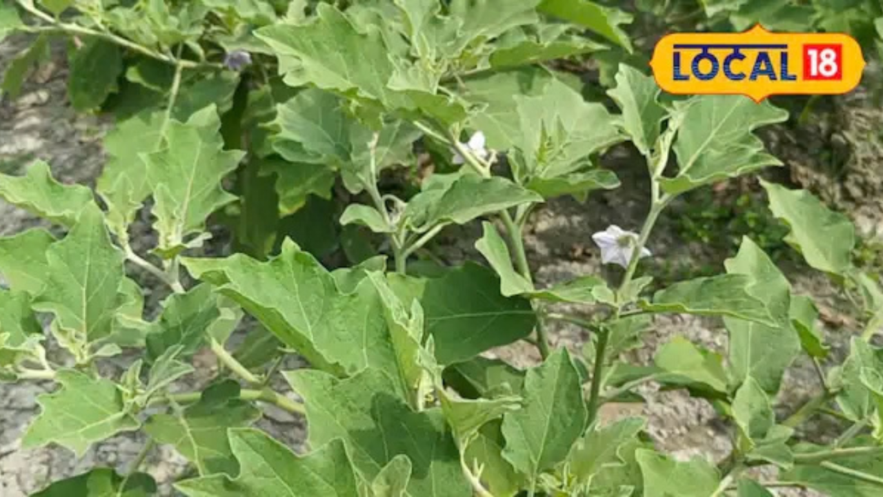 बैंगन की फसल में फूल तो खूब आए लेकिन फल नहीं, कृषि विशेषज्ञ ने बताए जरूरी उपाय
