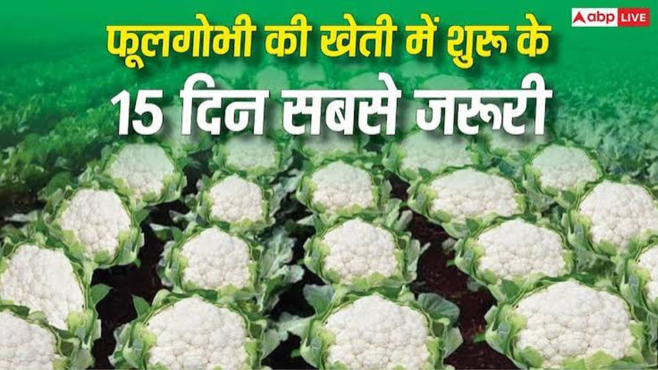 फूलगोभी की खेती कर रहे हैं? शुरुआत में सिर्फ बीज डालना काफी नहीं, इन बातों का रखें ध्यान
