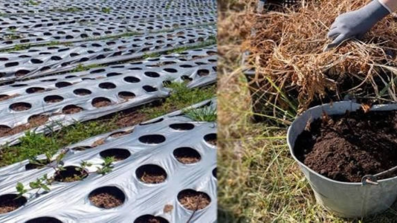 Plastic Mulching Subsidy: बीकानेर में 70 हेक्टेयर लक्ष्य, किसानों को मिलेगा 50% अनुदान