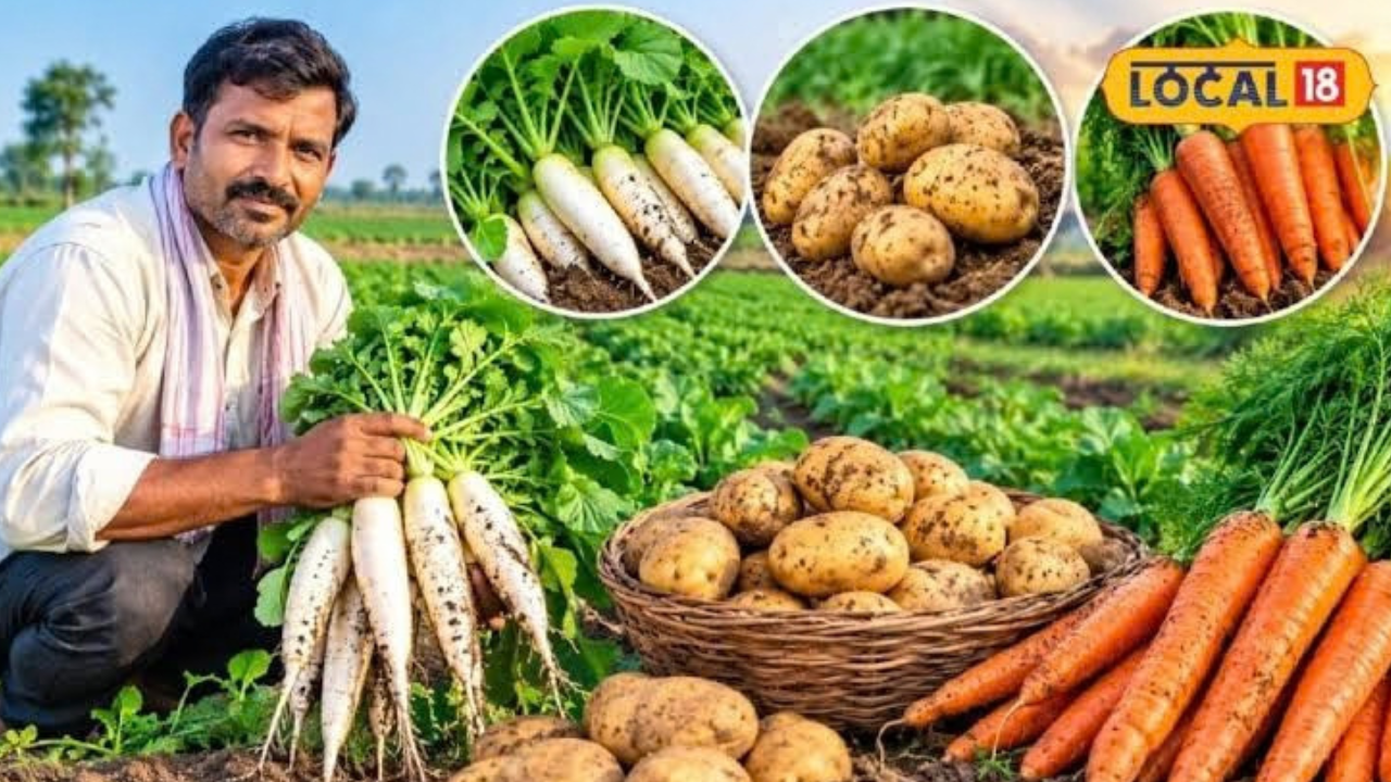सितंबर के आखिरी दिनों में बोएं ये 3 जड़ वाली फसलें, कम समय में फसल तैयार होने का मौका