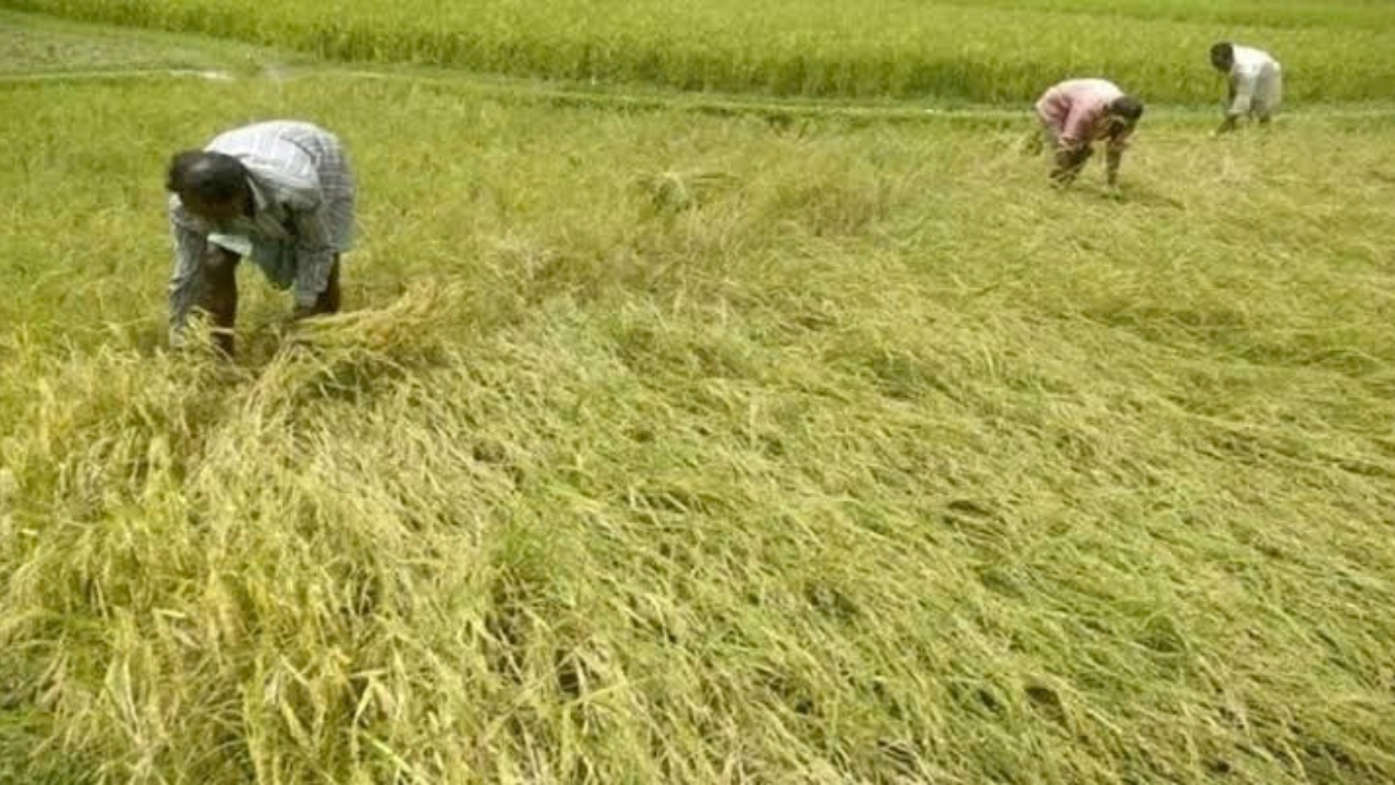 फसल बीमा योजना के Crop Cutting Experiments का Inspection, अधिकारियों ने जांची प्रक्रिया