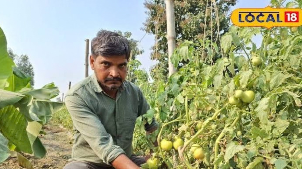 Intercropping Farming: देवघर के किसान ने एक ही खेत में उगाई हल्दी और पपीता, जानें पूरी कहानी