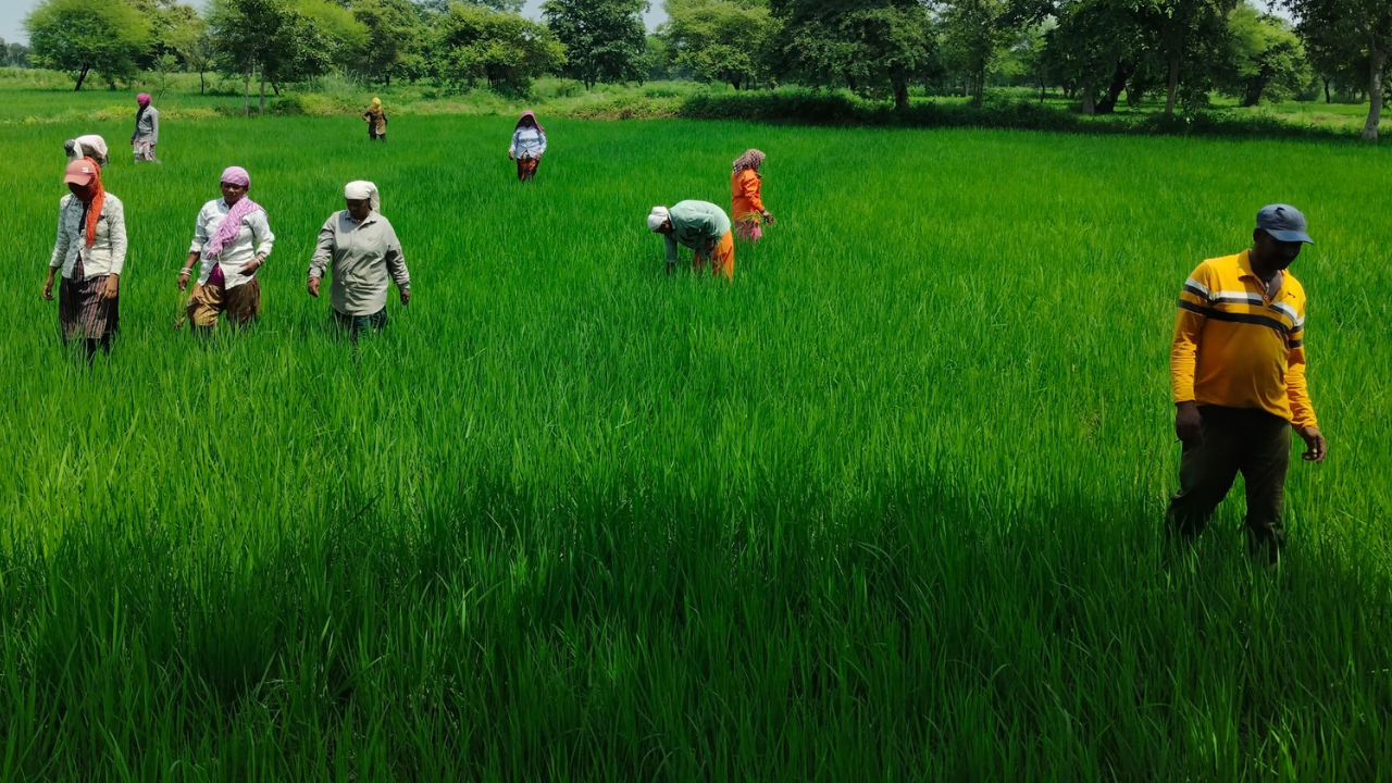 बारिश की बेरुखी से KCG में Farming पर असर, निदाई-गुड़ाई और खाद डालने का काम रुका