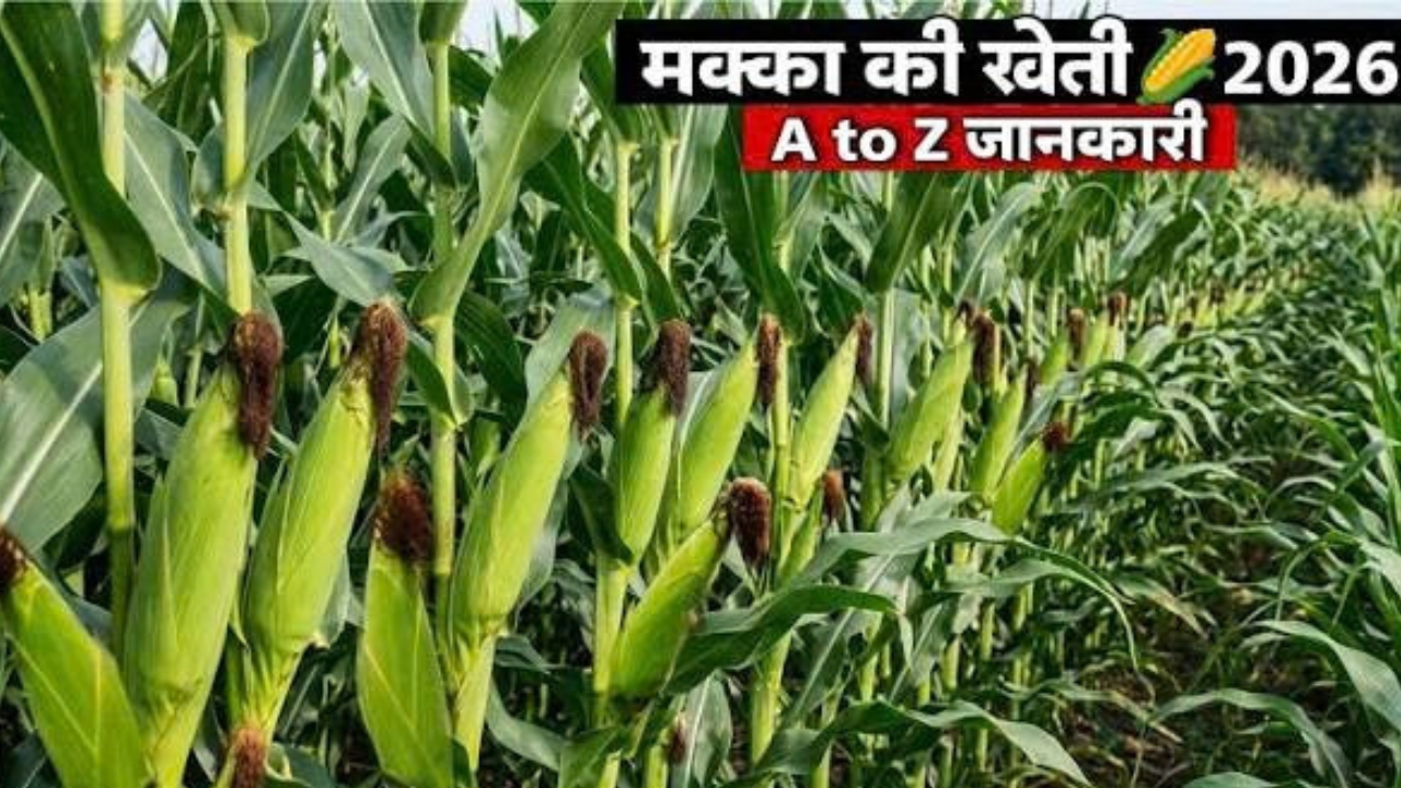 # मक्के की खेती में चाहिए बेहतर उत्पादन? Expert से जानिए Best Variety से सिंचाई तक की पूरी जानकारी मक्के की खेती में अच्छा उत्पादन पाने के लिए केवल अच्छी किस्म का बीज चुनना ही पर्याप्त नहीं है। सही समय पर बुवाई, उचित पौध संख्या, संतुलित पोषण, खरपतवार नियंत्रण और फसल की महत्वपूर्ण अवस्थाओं पर पर्याप्त नमी बनाए रखना भी जरूरी है। ICAR की कृषि सलाह में भी स्थानीय जलवायु के अनुसार उपयुक्त हाइब्रिड या किस्म चुनने और फसल की जरूरत के मुताबिक प्रबंधन करने पर जोर दिया गया है। ## Best Variety का चुनाव सबसे पहले मक्के की एक ही किस्म पूरे देश के सभी क्षेत्रों के लिए सबसे अच्छी नहीं मानी जा सकती। किसानों को अपने क्षेत्र की जलवायु, मिट्टी, सिंचाई सुविधा और फसल के उद्देश्य के अनुसार अनुशंसित किस्म या हाइब्रिड का चयन करना चाहिए। ICAR की जानकारी में Pusa Vivek QPM 9 Improved और DMRH 1308 जैसी मक्का किस्मों और हाइब्रिड का उल्लेख मिलता है। Pusa Vivek QPM 9 Improved को उच्च विटामिन-A वाला मक्का हाइब्रिड बताया गया है, जबकि DMRH 1308 को व्यापक अनुकूलता वाला हाई-यील्डिंग हाइब्रिड बताया गया है। हालांकि किसान को अपने क्षेत्र के लिए मान्य सिफारिश को प्राथमिकता देनी चाहिए। ## बुवाई का सही समय और पौध दूरी मक्के की फसल में सही समय पर बुवाई होने से पौधों को शुरुआती अवस्था में अनुकूल परिस्थितियां मिल सकती हैं। ICAR की खरीफ सलाह में कई क्षेत्रों के लिए मानसून शुरू होने से पहले या पर्याप्त मिट्टी की नमी उपलब्ध होने पर बुवाई करने की सलाह दी गई है। वर्षा आधारित खेती में पर्याप्त नमी मिलने के बाद बुवाई करना महत्वपूर्ण है। कई सामान्य परिस्थितियों में करीब 60 सेंटीमीटर कतार दूरी और 20 सेंटीमीटर पौध दूरी का इस्तेमाल किया जाता है, लेकिन स्थानीय सिफारिश के अनुसार इसमें बदलाव हो सकता है। ICAR की सलाह में लगभग 20-25 किलोग्राम प्रति हेक्टेयर बीज दर का उल्लेख भी मिलता है। ## खेत में जल निकासी का रखें ध्यान मक्के को पानी की जरूरत होती है, लेकिन खेत में लंबे समय तक पानी खड़ा रहना फसल के लिए नुकसानदायक हो सकता है। खासकर अंकुरण और शुरुआती बढ़वार के दौरान खेत में जलभराव नहीं होना चाहिए। इसलिए बुवाई से पहले खेत में जल निकासी की व्यवस्था देख लेना जरूरी है। भारी बारिश वाले क्षेत्रों में अतिरिक्त पानी को खेत से बाहर निकालने की व्यवस्था फसल को बचाने में मदद कर सकती है। ## खाद और उर्वरक का संतुलित इस्तेमाल मक्के की अच्छी फसल के लिए नाइट्रोजन, फास्फोरस और पोटाश जैसे पोषक तत्वों की जरूरत होती है। लेकिन उर्वरक की मात्रा सभी खेतों के लिए एक जैसी नहीं रखी जा सकती। मिट्टी की जांच, क्षेत्र, किस्म और सिंचाई व्यवस्था के आधार पर पोषक तत्व प्रबंधन करना बेहतर तरीका है। ICAR की सामान्य खरीफ सलाह में मक्के के लिए जैविक खाद के साथ नाइट्रोजन, फास्फोरस और पोटाश देने तथा नाइट्रोजन को अलग-अलग चरणों में देने की बात कही गई है। जिंक की कमी होने की स्थिति में जिंक सल्फेट के इस्तेमाल का भी उल्लेख है। ## सिंचाई कब सबसे जरूरी है? मक्के की फसल में पानी की कमी किसी भी अवस्था में नुकसान पहुंचा सकती है, लेकिन कुछ अवस्थाएं विशेष रूप से महत्वपूर्ण होती हैं। ICAR की सलाह के अनुसार टसलिंग, सिल्किंग और दाना भरने के समय मिट्टी में पर्याप्त नमी बनाए रखना जरूरी है। सिंचाई का अंतराल मिट्टी के प्रकार, मौसम और उपलब्ध नमी के अनुसार तय किया जाना चाहिए। वर्षा होने पर खेत में जरूरत से ज्यादा पानी देने से बचना चाहिए और जलभराव की स्थिति में निकासी का प्रबंध करना चाहिए। ## खरपतवार नियंत्रण से बढ़ सकता है फायदा मक्के के शुरुआती विकास के दौरान खरपतवार फसल के साथ पानी और पोषक तत्वों के लिए प्रतिस्पर्धा करते हैं। इसलिए समय पर खरपतवार नियंत्रण जरूरी है। ICAR की सलाह में बुवाई के बाद शुरुआती दिनों में खरपतवार नियंत्रण और लगभग 20 तथा 40 दिन बाद अंतर-खुरपी या निदाई-गुड़ाई जैसे उपायों का उल्लेख है। किसी भी खरपतवारनाशी का इस्तेमाल स्थानीय अनुशंसा और लेबल निर्देश के अनुसार ही किया जाना चाहिए। ## कीट और रोगों की लगातार निगरानी मक्के में तना छेदक, शूट फ्लाई, फॉल आर्मीवर्म और एफिड जैसे कीट समस्या पैदा कर सकते हैं। इसलिए खेत का नियमित निरीक्षण करना जरूरी है। पत्तियों और पौधों में असामान्य लक्षण दिखाई देने पर समय रहते समस्या की पहचान करनी चाहिए। बिना समस्या की सही पहचान किए किसी रासायनिक दवा का इस्तेमाल करना उचित नहीं है। कीट या रोग की पुष्टि होने पर स्थानीय कृषि विशेषज्ञ या कृषि विभाग की अनुशंसा के अनुसार ही नियंत्रण उपाय अपनाना बेहतर रहता है। ## बेहतर उत्पादन के लिए इन बातों का रखें ध्यान मक्के की खेती में किसानों को इन जरूरी बातों पर विशेष ध्यान देना चाहिए: * अपने क्षेत्र के लिए अनुशंसित और प्रमाणित बीज या हाइब्रिड का चयन करें। * पर्याप्त मिट्टी की नमी होने पर समय पर बुवाई करें और उचित पौध दूरी बनाए रखें। * मिट्टी की जांच के आधार पर संतुलित खाद और उर्वरक प्रबंधन करें। * टसलिंग, सिल्किंग और दाना भरने जैसी महत्वपूर्ण अवस्थाओं में पानी की कमी न होने दें। ## फसल की कटाई भी सही समय पर करें मक्के की फसल को बहुत जल्दी काटने पर दानों में नमी अधिक हो सकती है, जबकि बहुत देर तक खेत में छोड़ने पर मौसम और कीटों से नुकसान का जोखिम बढ़ सकता है। ICAR की सलाह में जब भुट्टे का छिलका भूरा होने लगे और दाने कठोर तथा चमकदार हो जाएं, तब कटाई की ओर बढ़ने की बात कही गई है। कटाई के बाद भुट्टों को अच्छी तरह सुखाना भी जरूरी है। सुरक्षित भंडारण के लिए दानों की नमी को लगभग 13-14 प्रतिशत तक लाने की सलाह दी गई है। ## निष्कर्ष मक्के में बेहतर उत्पादन के लिए Best Variety के साथ पूरी खेती का वैज्ञानिक प्रबंधन जरूरी है। किसान अपने क्षेत्र के अनुसार प्रमाणित बीज चुनें, समय पर बुवाई करें, उचित पौध दूरी रखें और मिट्टी की जांच के आधार पर पोषण प्रबंधन करें। सिंचाई में खास तौर पर टसलिंग, सिल्किंग और दाना भरने की अवस्था का ध्यान रखना चाहिए। साथ ही खरपतवार, कीट और रोगों की नियमित निगरानी से फसल को बेहतर तरीके से संभालने में मदद मिल सकती है। स्थानीय कृषि विज्ञान केंद्र या कृषि विभाग की क्षेत्र-विशिष्ट सलाह को प्राथमिकता देना सबसे उचित रहेगा।