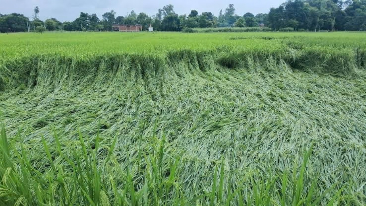 किसानों की फसलों पर मौसम की मार, तेज हवा-बारिश से धान और गन्ने को नुकसान