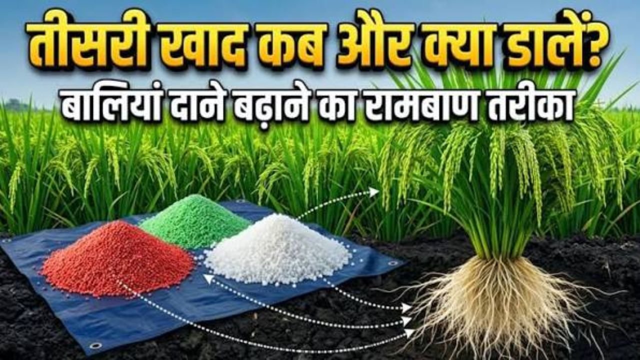 धान की तीसरी और अंतिम खाद का पूरा डोज | 15 KG पोटाश + 5 KG MgSO₄ + यूरिया