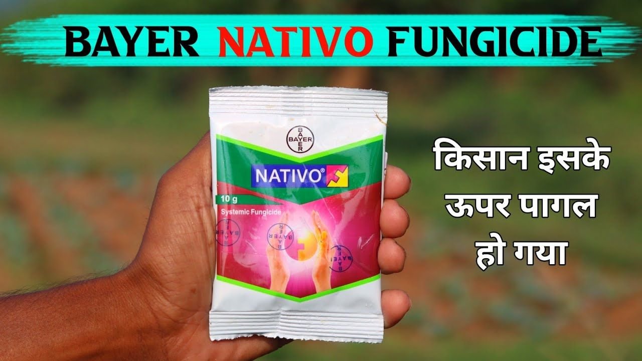 Revus vs Nativo Fungicide | दोनों में से कौन सा दमदार