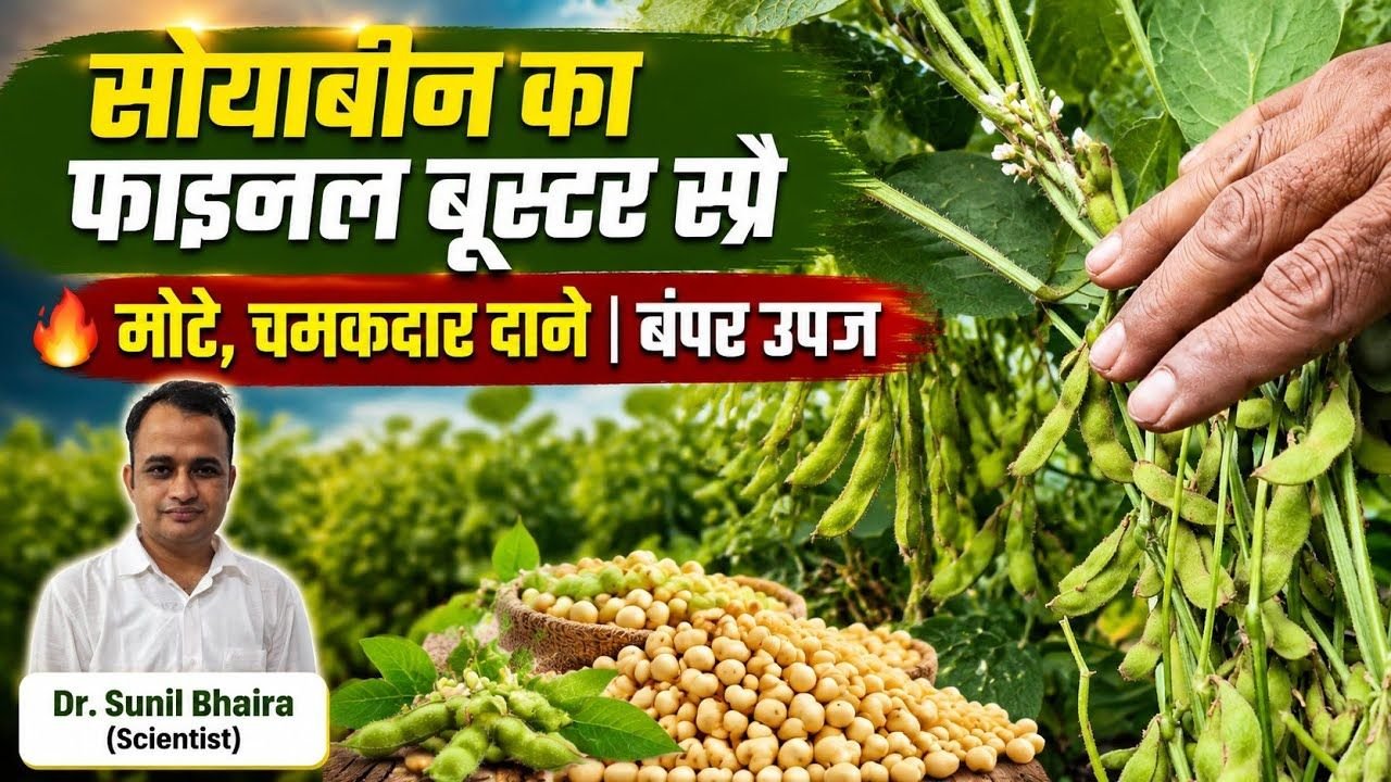 सोयाबीन की फसल में ये आखिरी स्प्रे - सस्ता और दमदार 🔥 दाने होंगे मोटे, चमकदार और उपज बढ़ेगी पक्का