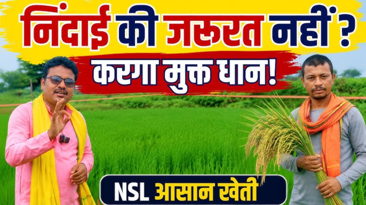 NSL आसान खेती का करगा मुक्त धान 🌾 | लंबी, मध्यम और छोटी अवधि की किस्में