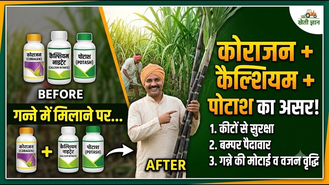 गन्ने में कैल्शियम नाइट्रेट और पोटाश और कोराजन मिलने पर क्या होगा। कोराजन ।पोटाश । कैल्शियम नाइट्रेट