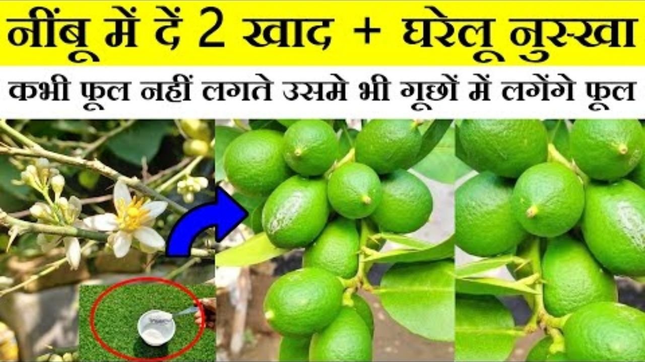 नींबू लाने का पूरा secret फूल आते हैं?🫒 फल नहीं?