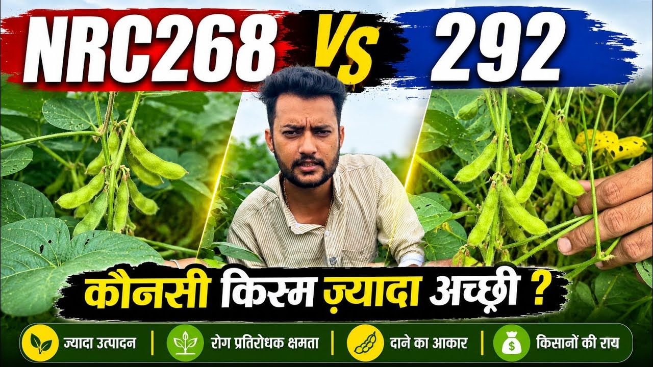 NRC 268 vs 292 दो अलग सोयबीन की किस्म कौनसी बड़िया