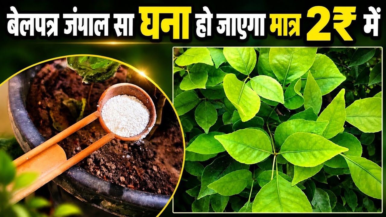 मात्र ₹2 मे सूखते बेलपत्र का पौधा जंगल सा घना हो जाएगा | How to Save Dying Belptra Plant