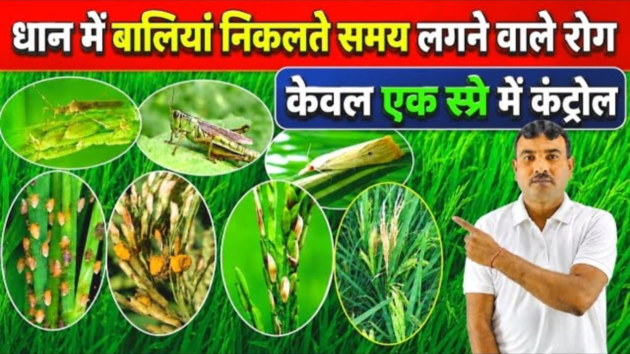 धान में बालियां निकलते समय बेस्ट स्प्रे |dhan me bali nikalte samay kya dale/ dhan me spray kab kare