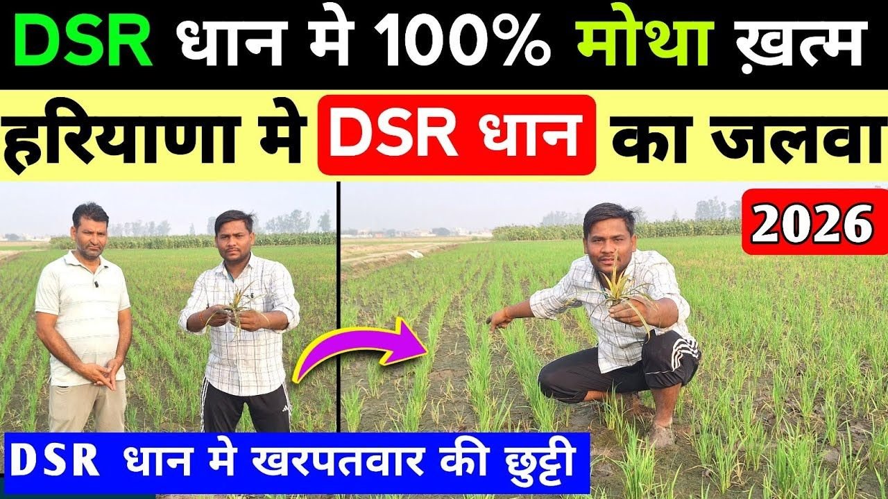 किसान भाई ने रोपाई छोड़ सीधी बिजाई (DSR) चुना और एक स्प्रे से करगा खरपतवार खत्म।