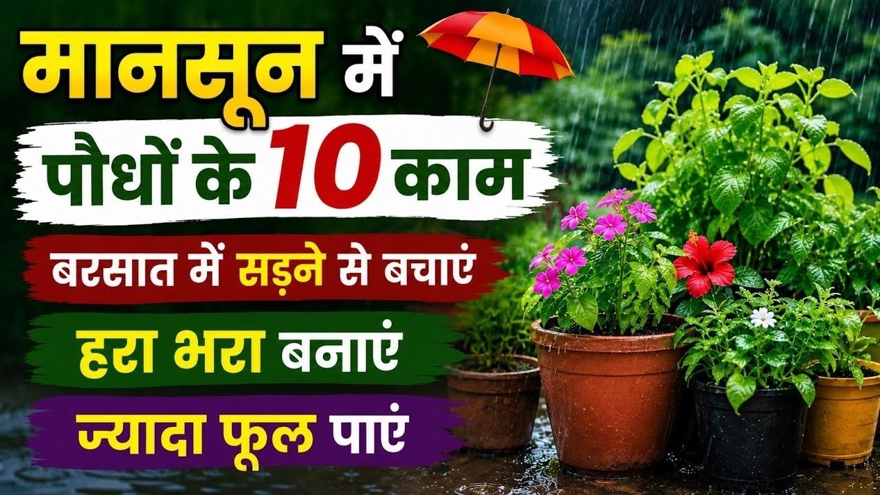 ⚠️MONSOON ALERT - YE 15 PAUDHO KO BARSAT KE PANI SE BACHAE/इन पौधों को बारिशके पानी से बचाए